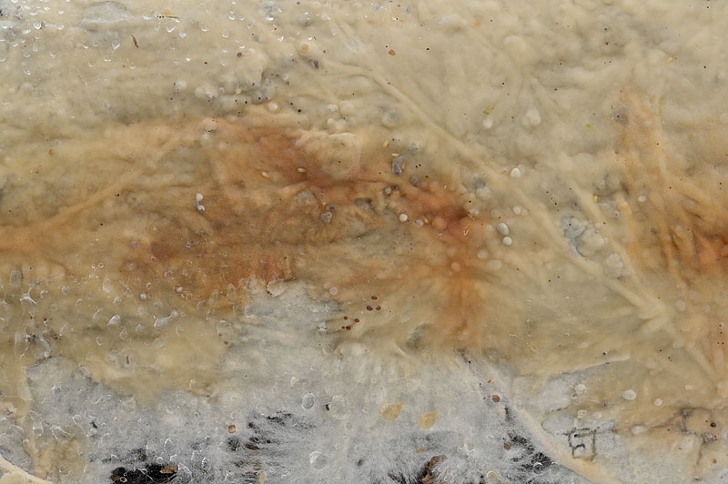 Phanerochaete velutina